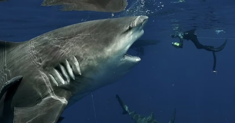 Un plongeur croise un requin démesuré en Floride et immortalise l'animal avec des clichés bluffants