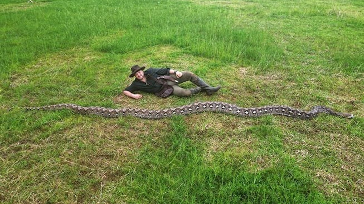 Le serpent sauvage le plus long du monde découvert en Indonésie