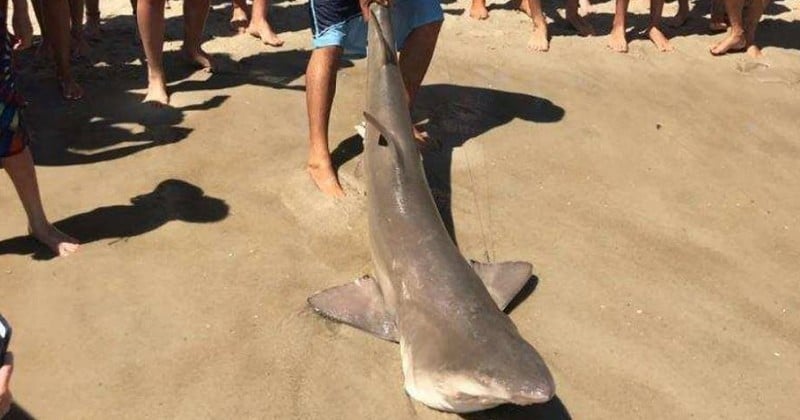 Des vacanciers ont presque tué ce requin en le traînant hors de l'eau seulement pour des selfies