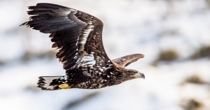 Cet aigle a parcouru 3 000 km après avoir été relâché, un incroyable voyage