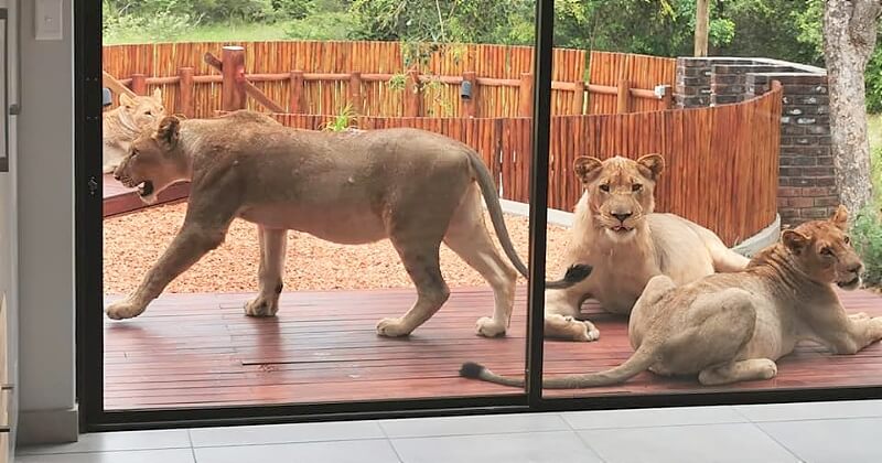 En rentrant chez elle, cette famille sud-africaine a eu la surprise de sa vie en découvrant un groupe de lionnes sur sa terrasse