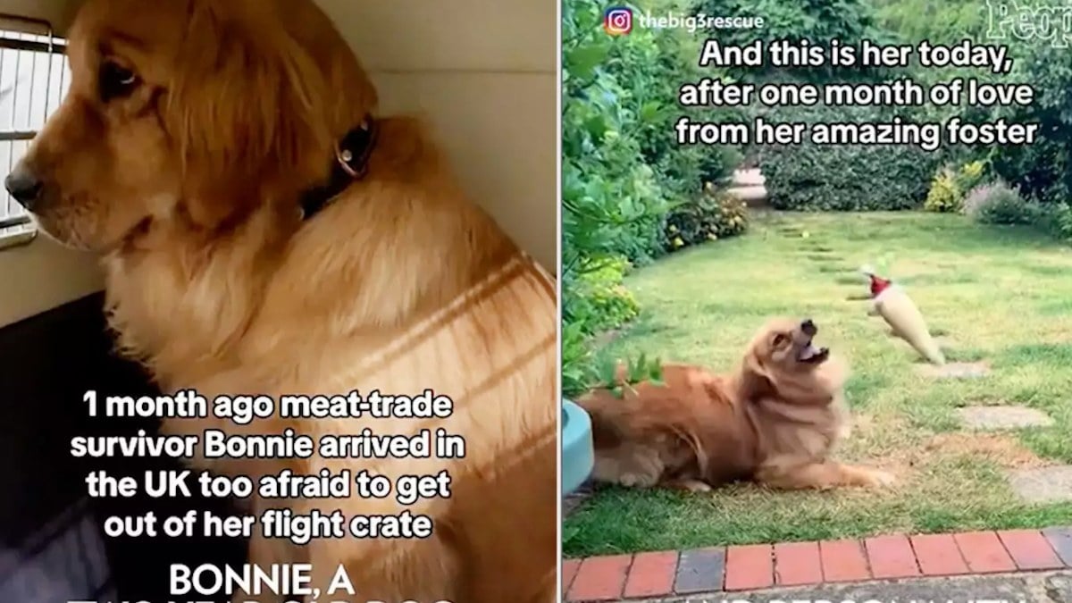 Destinée à l'abattoir, cette adorable chienne retrouve goût à la vie grâce à ses sauveurs, un vidéo touchante