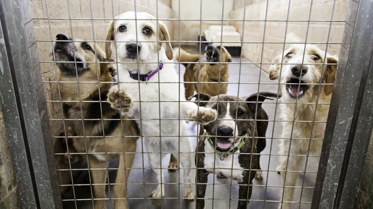 La SPA publie une enquête terrifiante sur les abandons d'animaux en France, les résultats sont alarmants