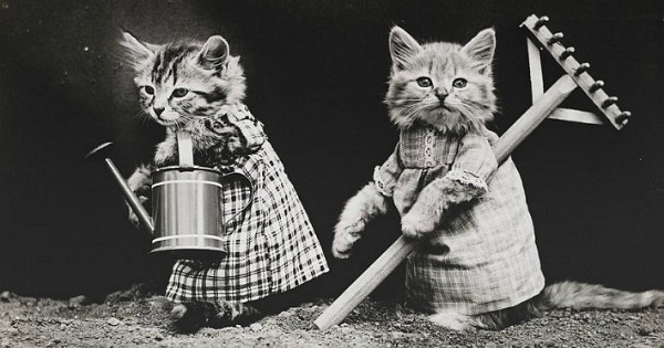 Il y a 100 ans, les photographes aimaient aussi les chats et leur faisaient faire n'importe quoi pour nous marrer