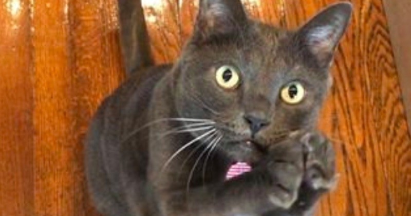 Kuli Le Chat Borgne Qui Fait Du Surf Avec Sa Maitresse Tres Sexy Detente Kuli Le Chat Borgne Qui Fait Du Surf Avec Sa Maitresse Tres Sexy Detente