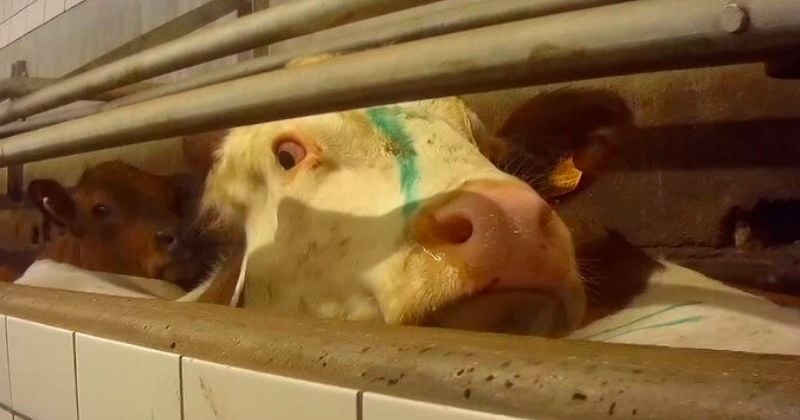 L214 dénonce les graves infractions au règlement sanitaire d'un abattoir en Saône-et-Loire, dans une vidéo choc