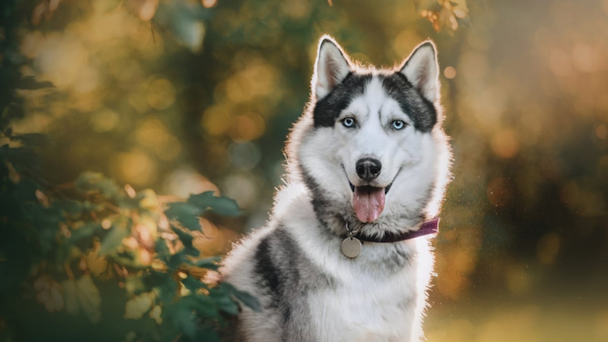 Un husky retrouvé à 300 km de chez lui, le lendemain de sa disparition