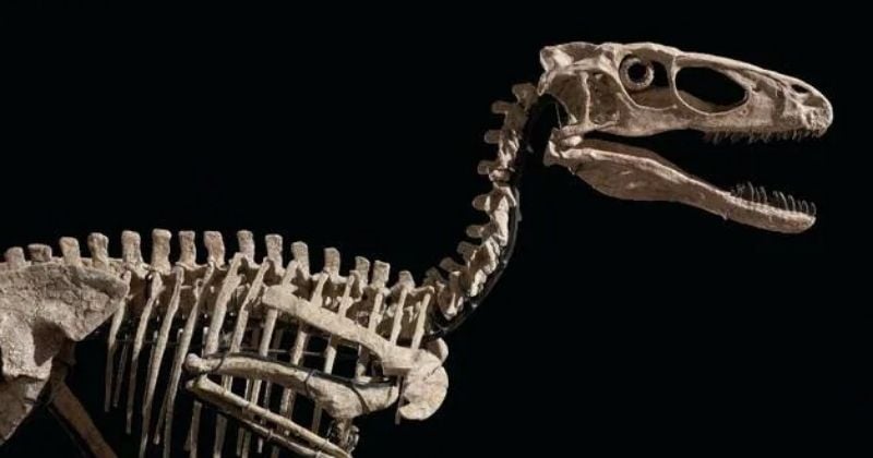 Le squelette d'un dinosaure ayant inspiré Jurassic Park vendu 12 millions de dollars aux enchères
