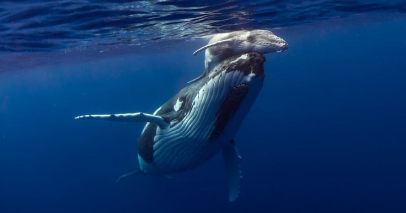 La naissance d'un bébé baleine observée par un photographe, un événement rare et incroyable