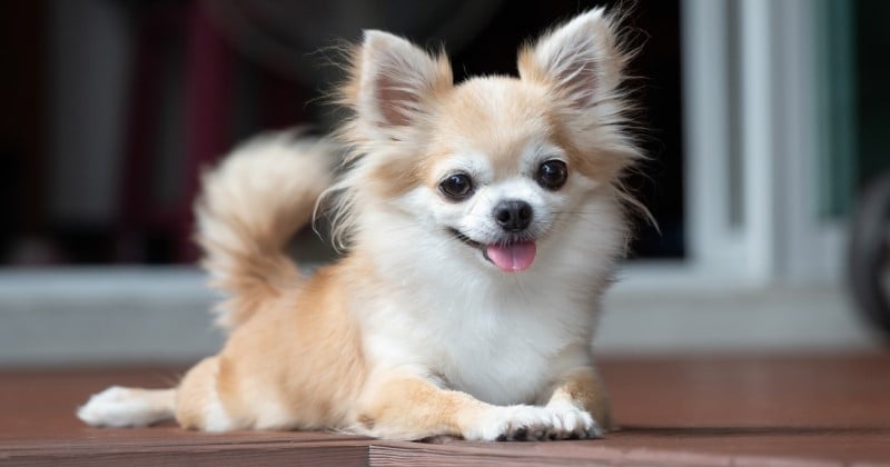 Voici les 5 races de chiens qui vivent le plus longtemps