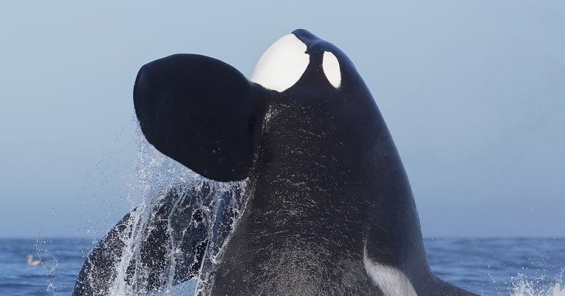 Une nouvelle espèce d'orque découverte sur la côte Ouest des États-Unis