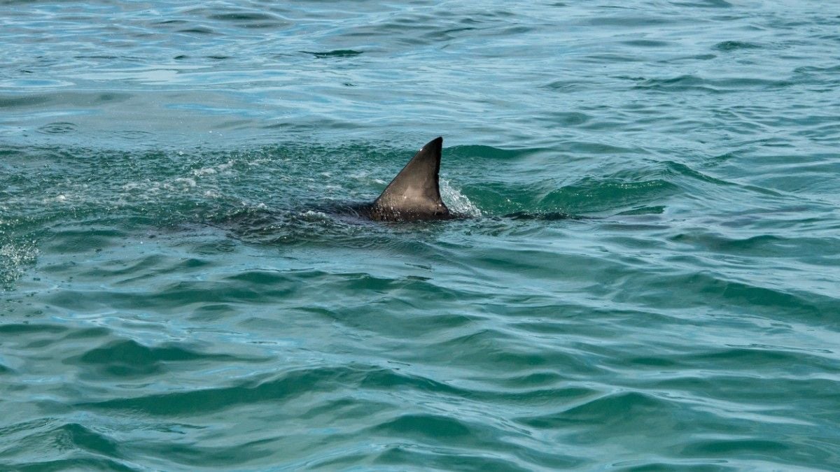 « Sortez immédiatement de l'eau » :  une alerte au requin, rarissime, provoque l'évacuation de deux plages du Nord