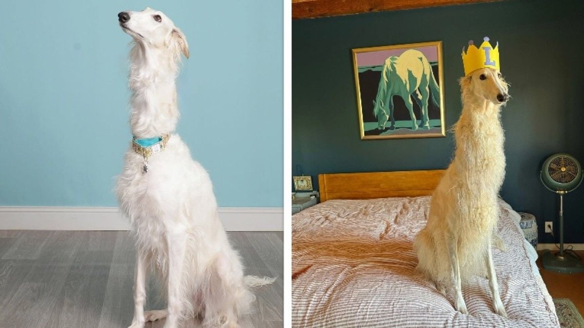 Cet adorable chien a un cou incroyablement long, tellement qu'il est une star sur internet