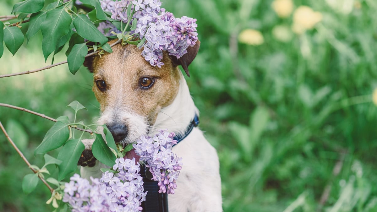 Cette plante que l'on trouve partout est extrêmement toxique pour les chiens 