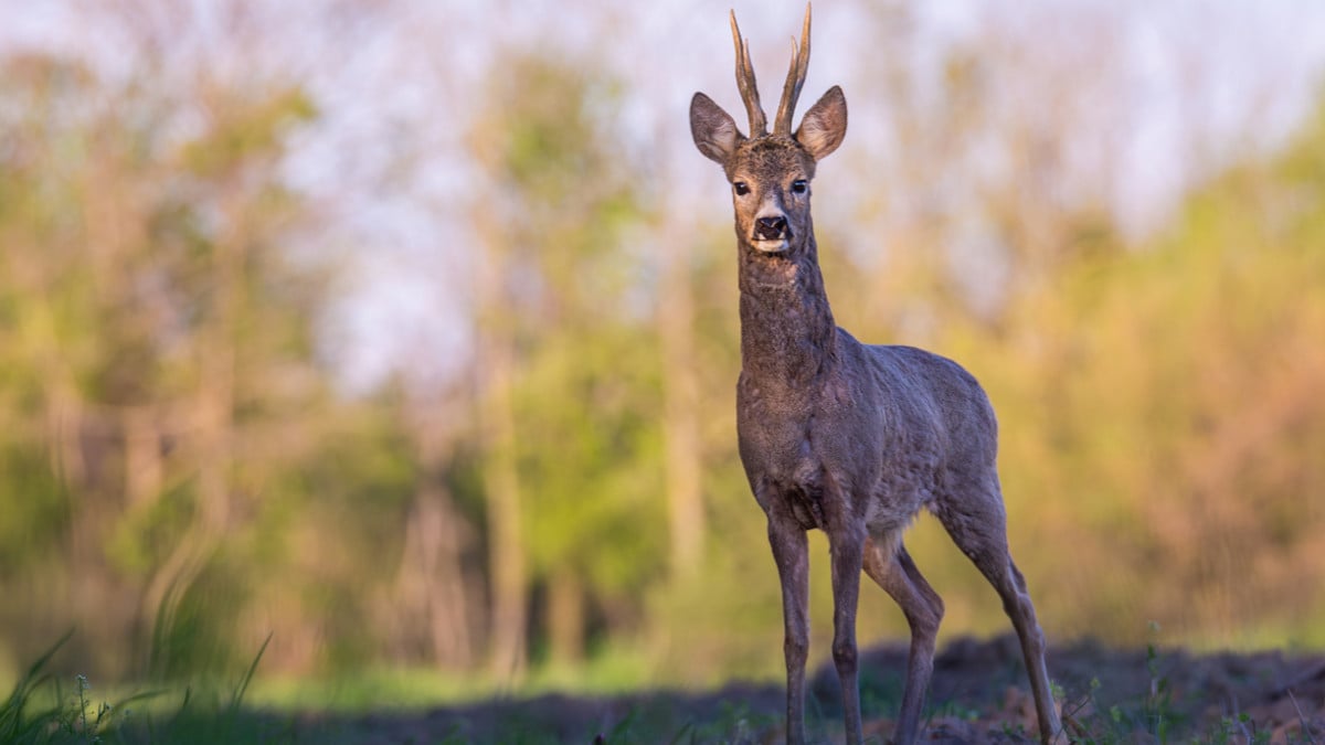 En route vers une battue, un chasseur crève son pneu en roulant sur un bois de chevreuil