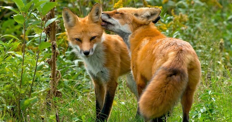 En Charente-Maritime, la Fédération des chasseurs lance une « prime au mérite » pour ceux qui tuent le plus de renards