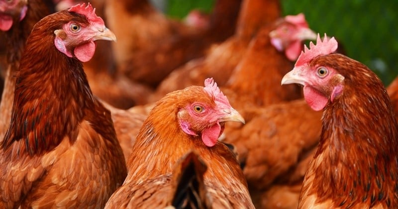 Une oeuvre d'art mettant en scène des poulets brûlés vifs scandalise les défenseurs des animaux