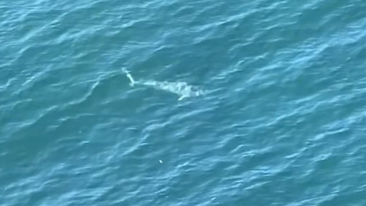 Capture d'écran montrant le grand requin blanc 