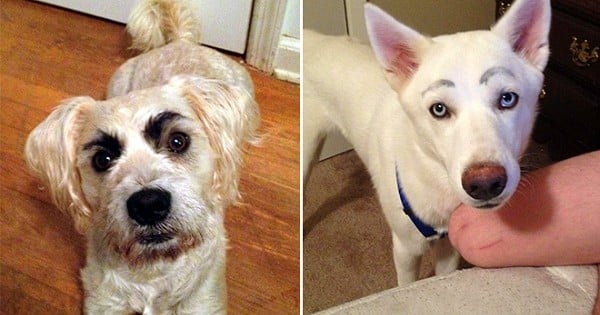 Et si votre chien avait des sourcils ? 15 photos qui prouvent que ce n'est pas forcément une bonne idée