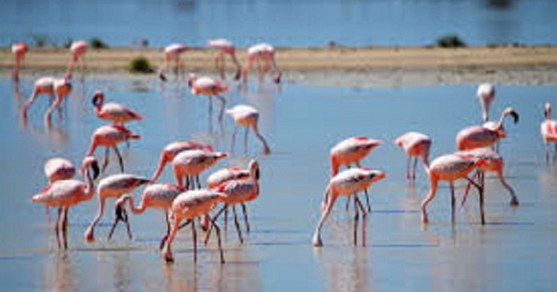 500 œufs de flamants roses perdus à cause d'un tournage en Camargue