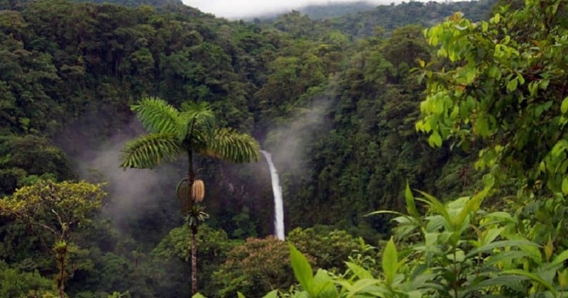 En 2018, le monde a perdu 12 millions d'hectares de forêts tropicales