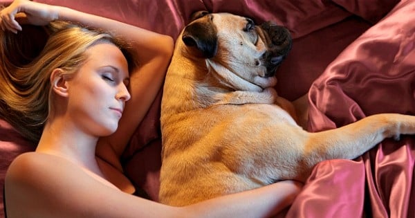 Ces 14 signes prouvent que vous aimez votre chien plus que de raison : il faut arrêter ça !