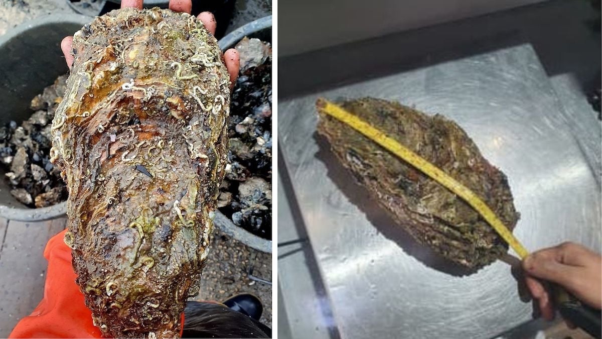 “Ce serait bête de la tuer” : la plus grosse huître du monde pêchée en Camargue