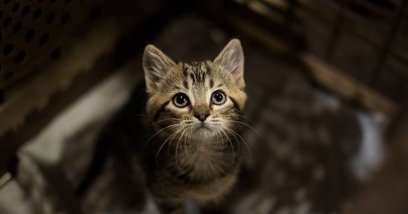 Aux yeux des chats, les humains sont comme leurs parents selon une étude