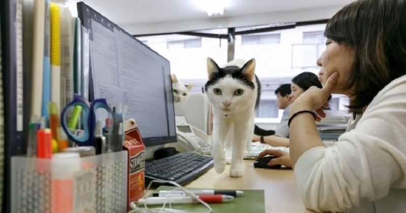 Une entreprise japonaise adopte des chats abandonnés pour réduire le stress au travail 
