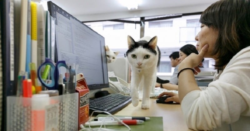 Avec ces nouvelles boules anti-stress accrochées sous votre bureau