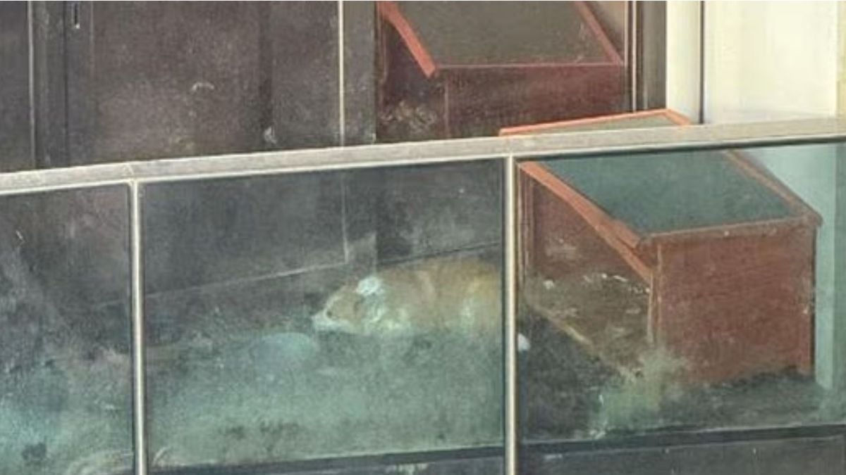 Un corgi abandonné sur un balcon
