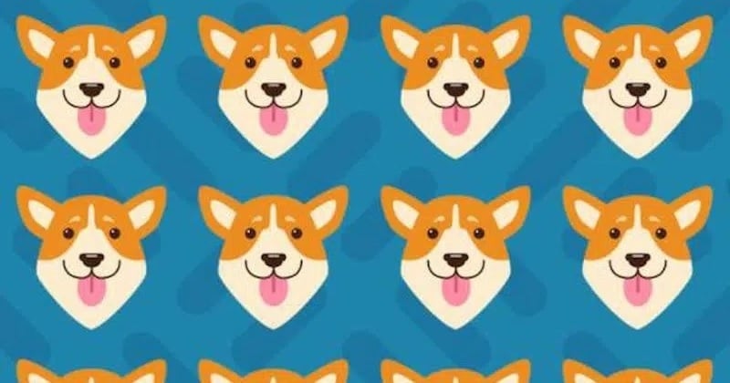 Saurez-vous trouver le chien différent sur cette image composée de Corgis ?