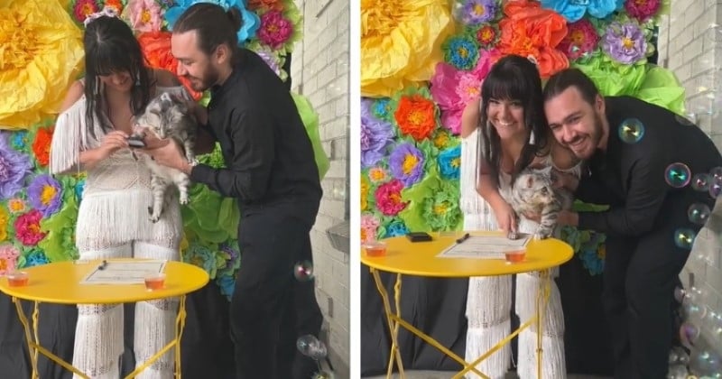 Pour son mariage, ce couple décide de s'unir avec comme témoin... son chat 