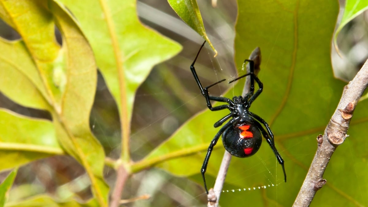 Bolivie : un petit garçon de 8 ans se fait mordre par une veuve noire pour «devenir Spider-Man», les conséquences sont terribles