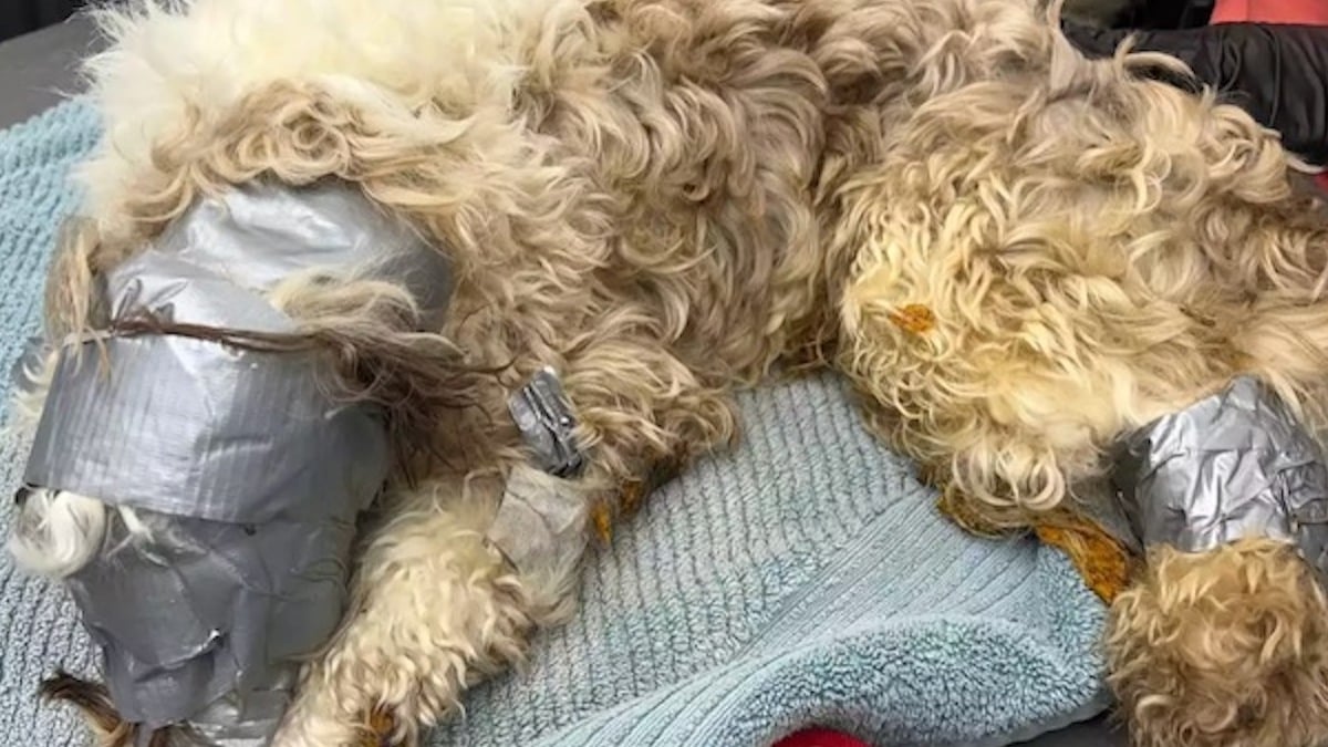 États-Unis : un chien recouvert de ruban adhésif a été retrouvé abandonné dans une poubelle 