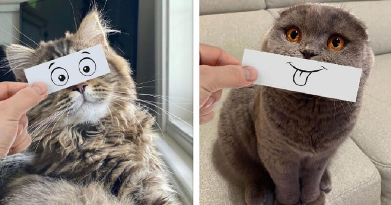 Avec des petits dessins, il donne à ses chats des vraies expressions de cartoons