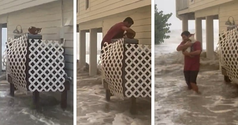 Floride : face à l'ouragan Ian, un habitant s'arme de courage pour sauver un chat pris au piège dans les inondations