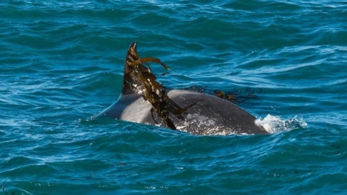 Les orques et les baleines aimeraient prendre soin d'elles avec des algues, selon une étude 