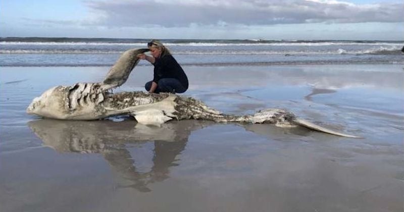 Un duo d'orques sème la terreur chez les requins blancs en Afrique du Sud, ils auraient fait 8 victimes