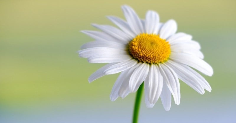 Les plantes allergisantes à éviter au jardin