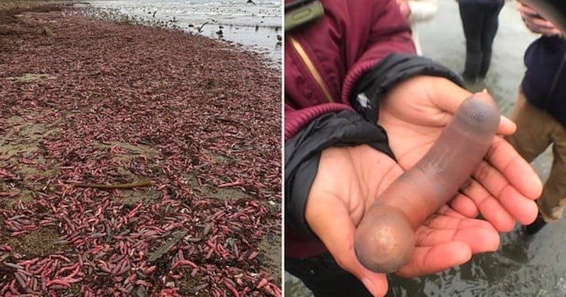 Une plage californienne envahie par des milliers de poissons... pénis