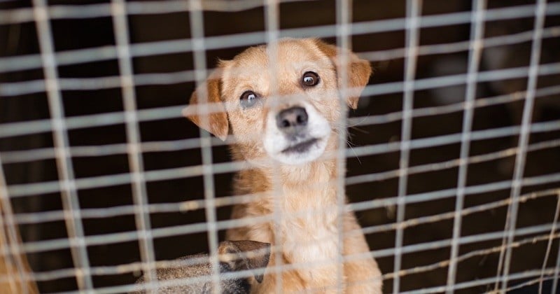 Cruauté envers les animaux : « Tuer un chien est moins puni que briser une statue », un député réclame des peines plus sévères