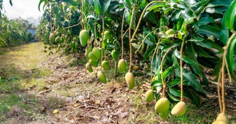 Sans le savoir, cet agriculteur a cultivé la mangue la plus chère au monde