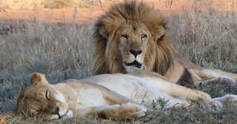 	Alors que sa compagne est gravement malade, un lion reste à ses côtés et prend soin d'elle jusqu'à la fin