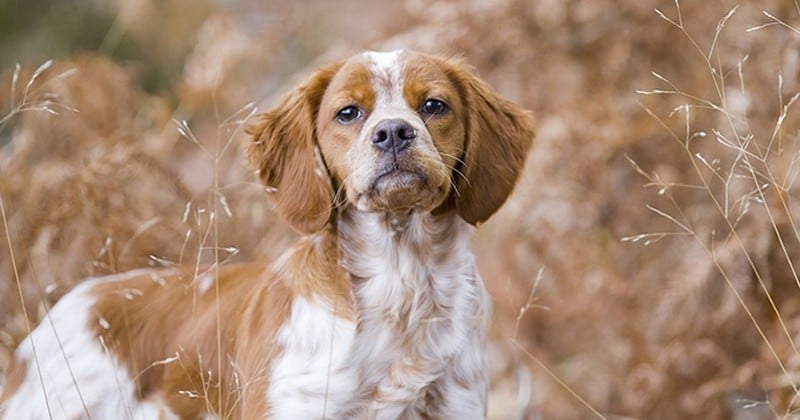 Charnier de chiens de chasse découvert en Isère : une enquête est ouverte