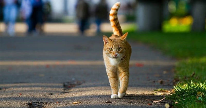 	Après 2 ans de relation, son petit ami laisse sortir son chat d'intérieur, elle le quitte