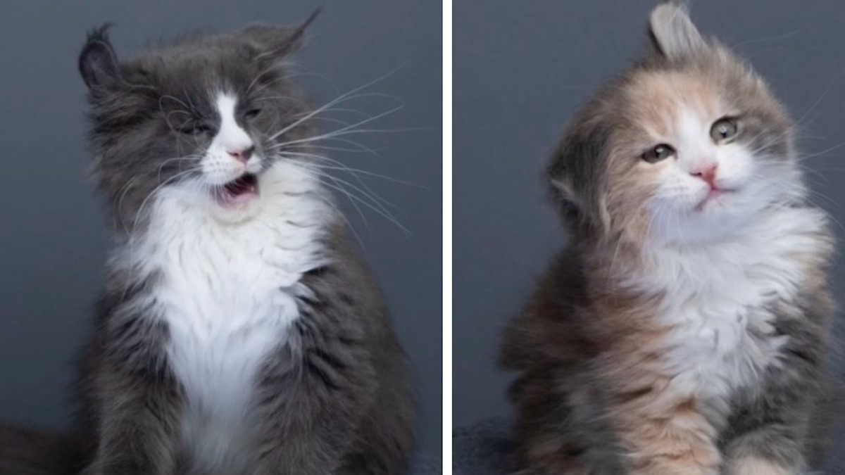 Ce photographe réalise une série de portraits de chats à mourir de rire 