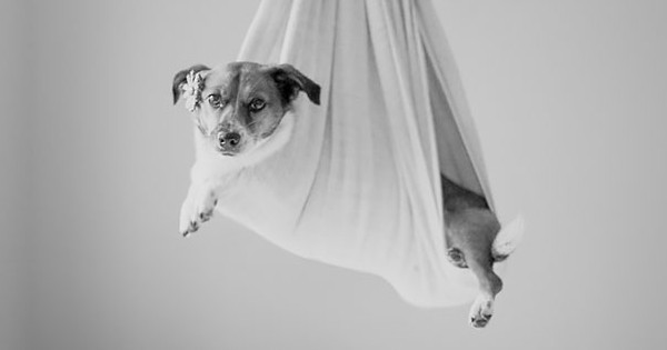 Ce couple a réalisé un shooting photo de nouveau né... avec un chien et c’est tellement mignon