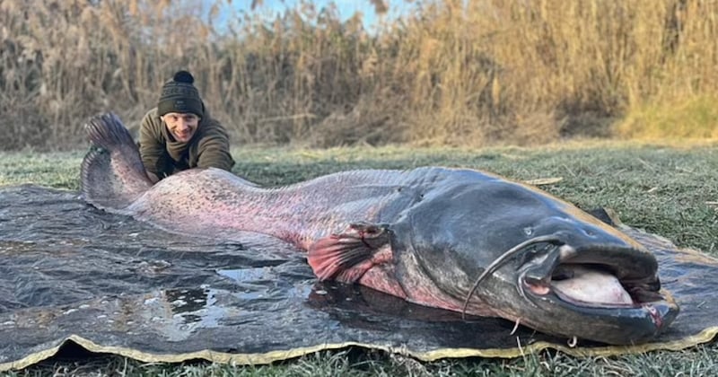 Après une heure de lutte, il remonte un énorme poisson-chat de 2,7 mètres de long et plus de 100 kilos !