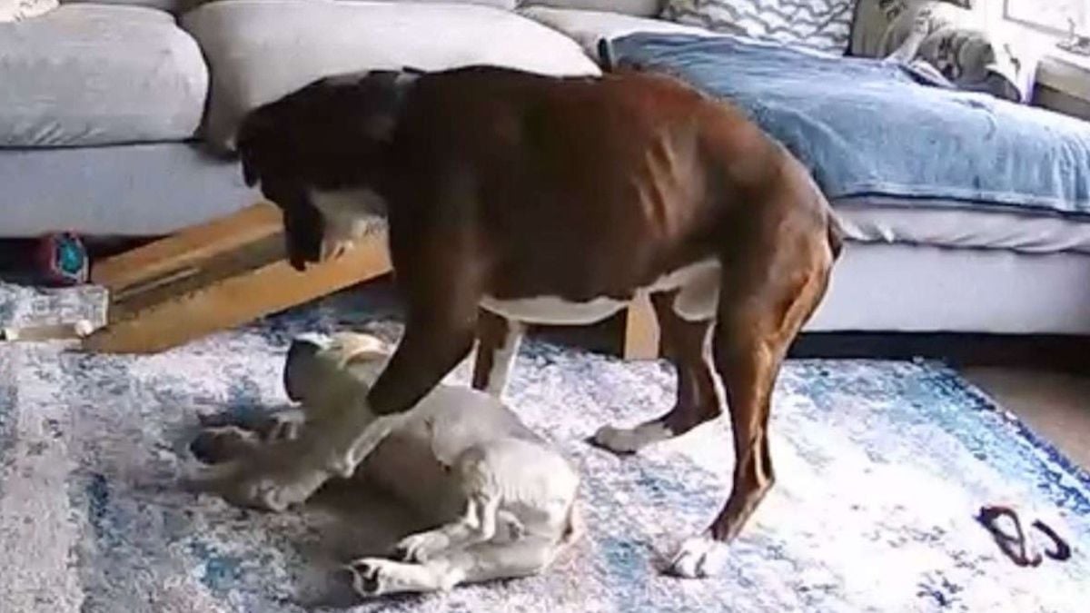 Un bouledogue victime d'une crise d'épilepsie en l'absence de ses maîtres, l'incroyable réaction de son ami chien choque la toile